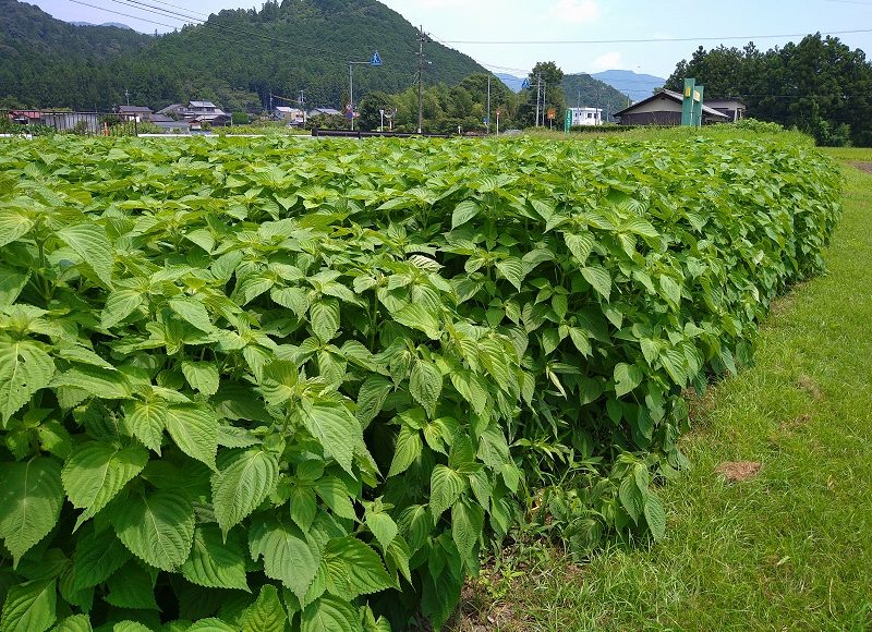 令和２年度栽培状況 Ja多気郡奥伊勢えごま倶楽部