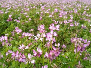 蓮華畑で緑肥作戦 Ja多気郡奥伊勢えごま倶楽部