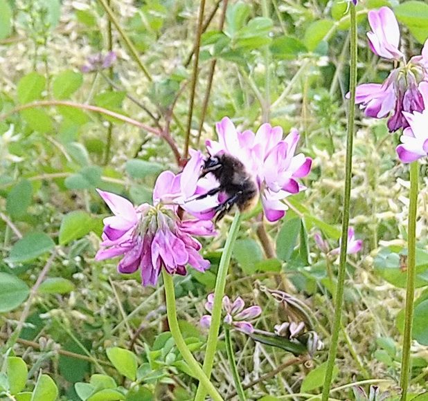 蓮華畑で緑肥作戦 Ja多気郡奥伊勢えごま倶楽部